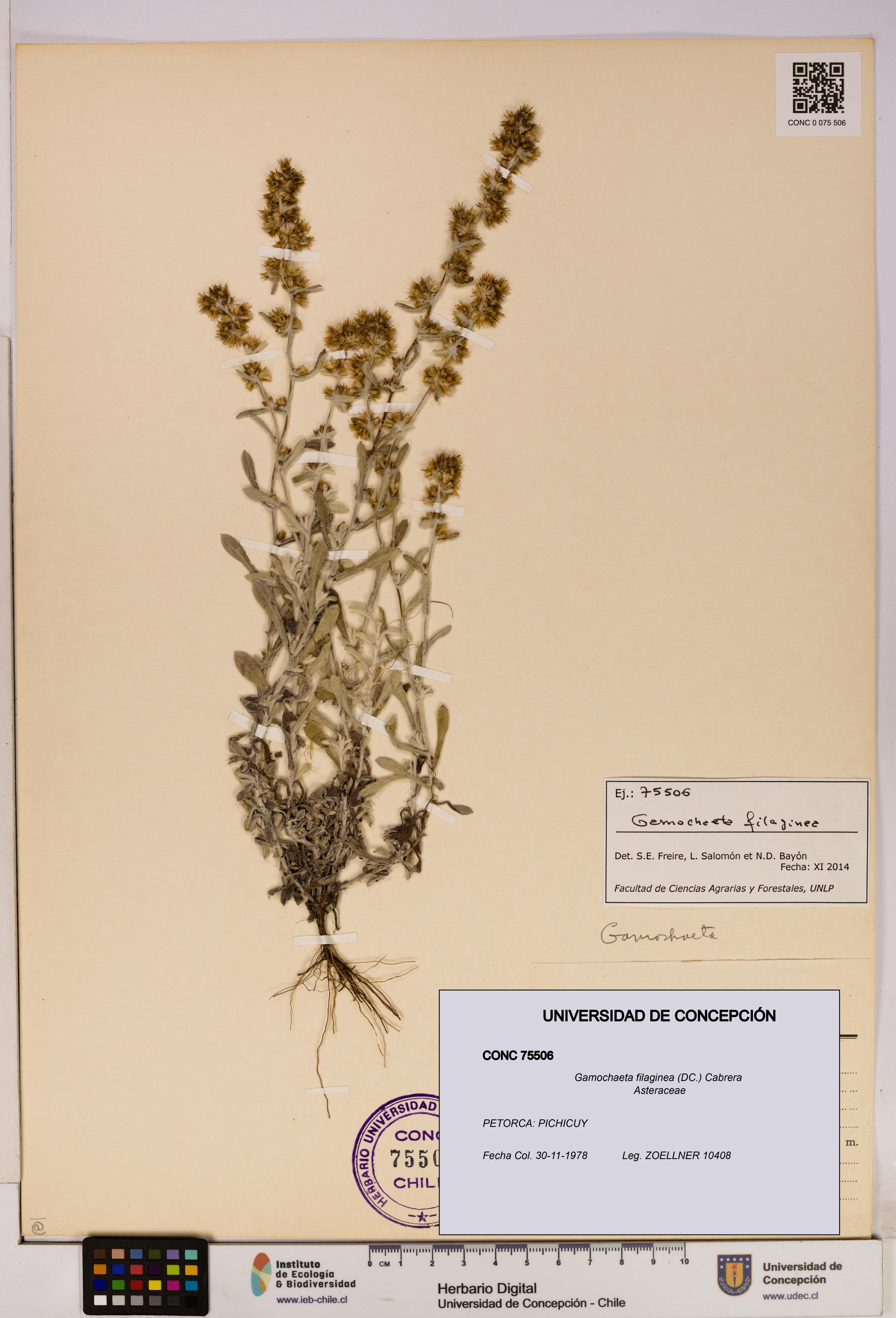 Gamochaeta filaginea [Espécimen: UDEC:CONC:0075506]