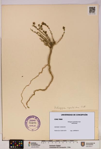 Helogyne apaloidea [Espécimen: UDEC:CONC:0075508]