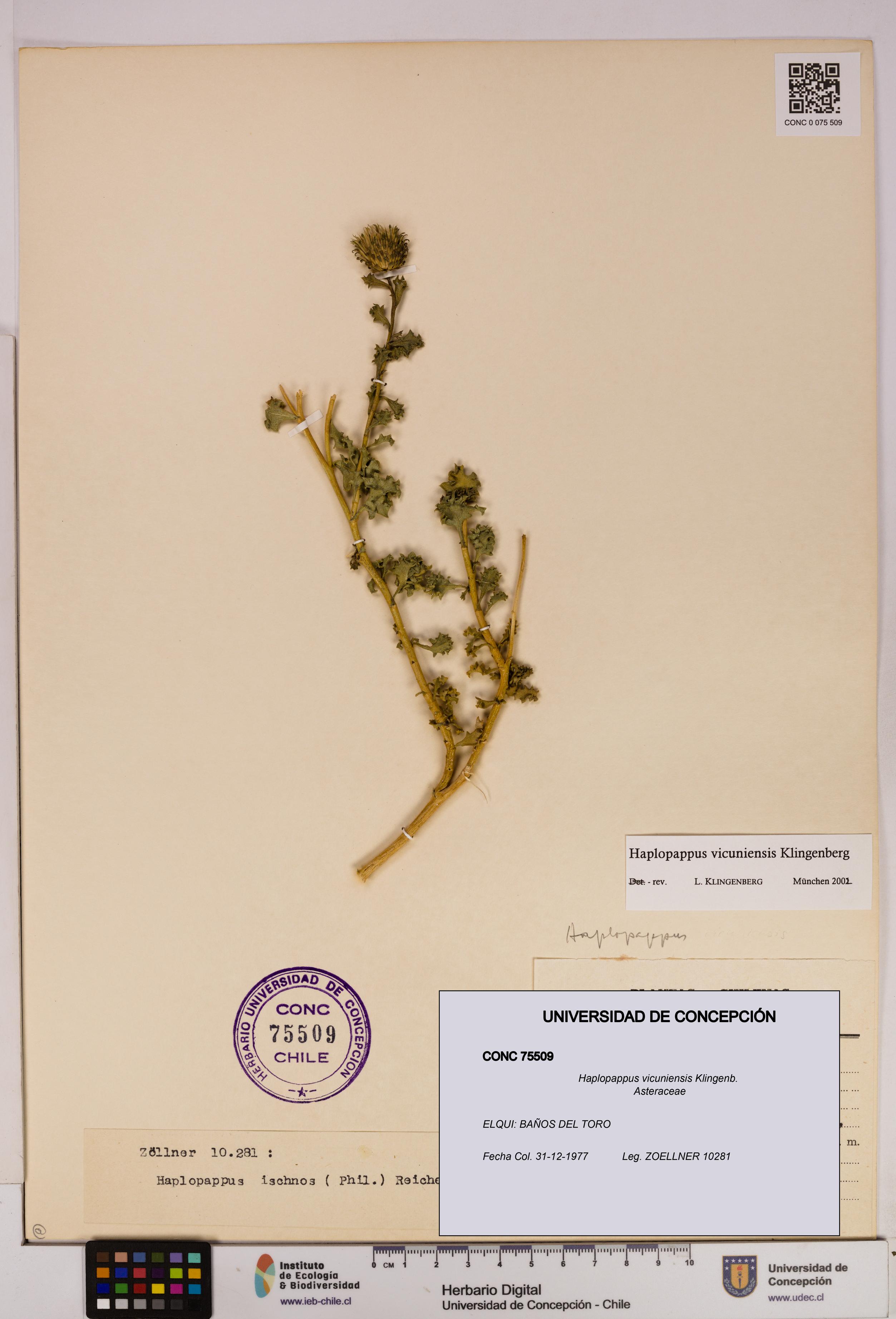Haplopappus vicuniensis [Espécimen: UDEC:CONC:0075509]