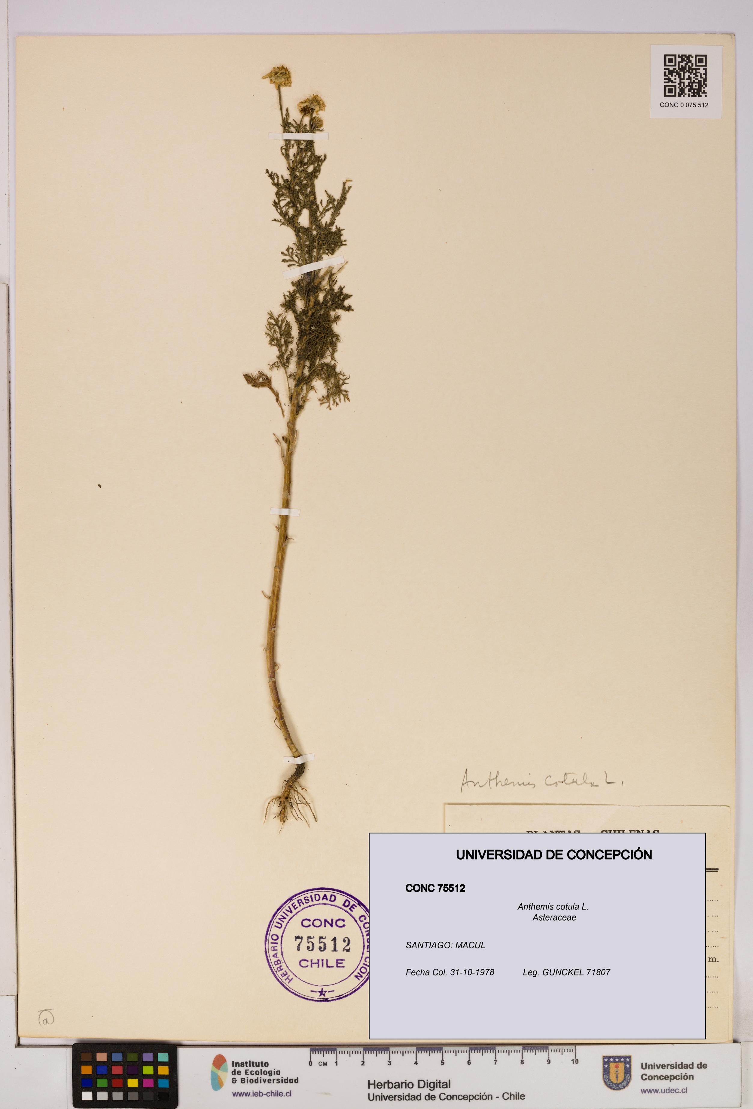 Anthemis cotula [Espécimen: UDEC:CONC:0075512]