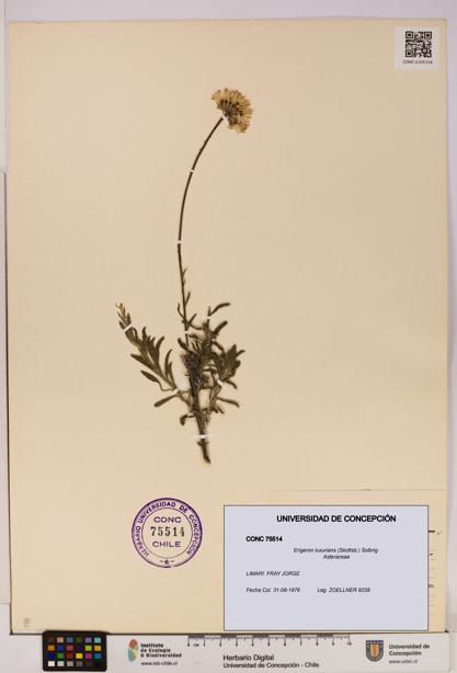 Erigeron luxurians [Espécimen: UDEC:CONC:0075514]