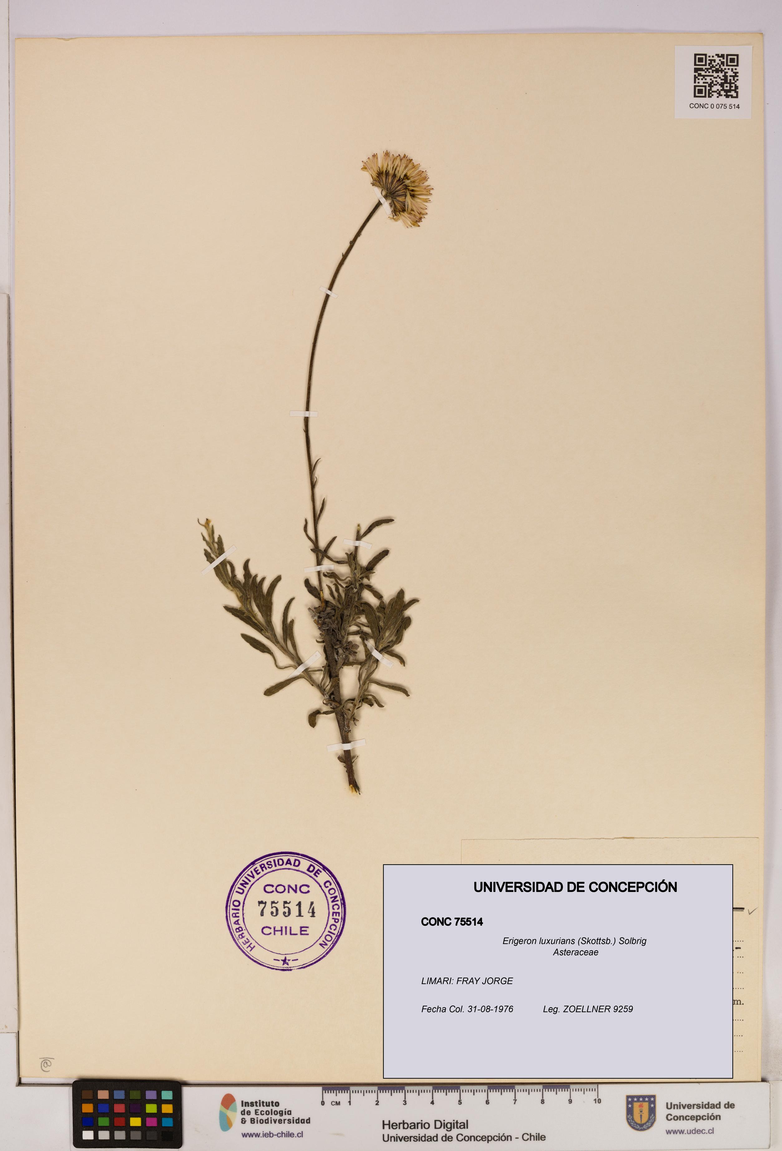 Erigeron luxurians [Espécimen: UDEC:CONC:0075514]