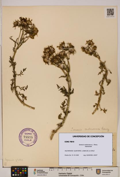 Senecio cerberoanus [Espécimen: UDEC:CONC:0075515]