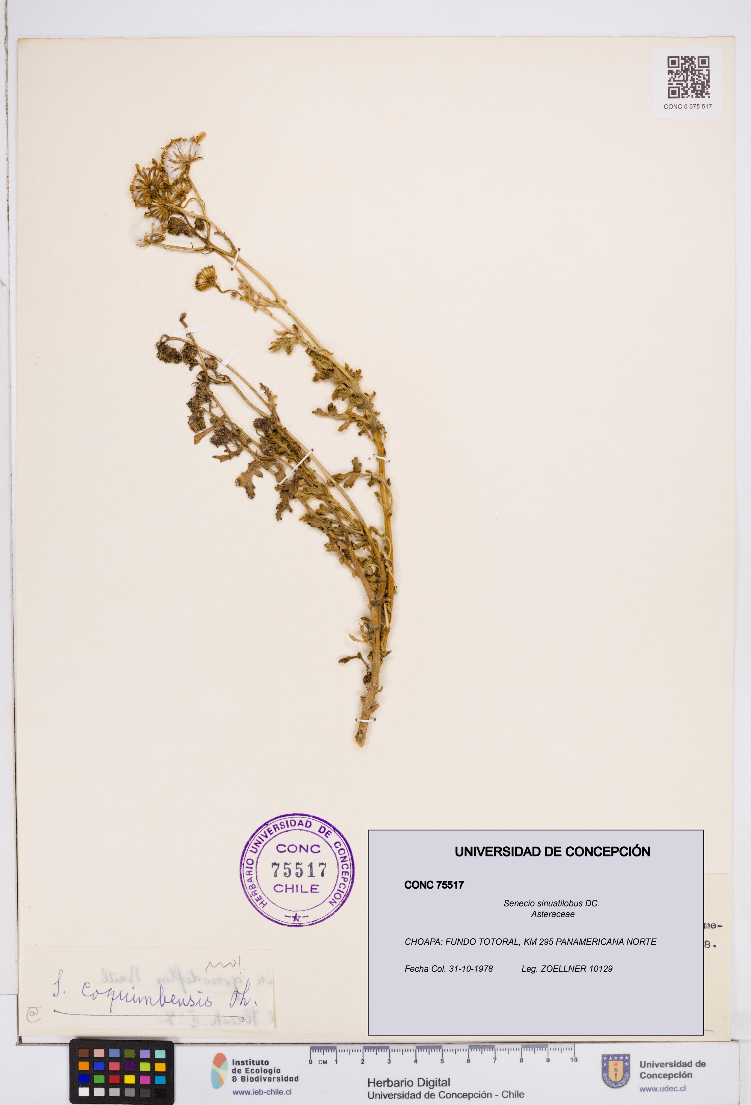 Senecio sinuatilobus [Espécimen: ]