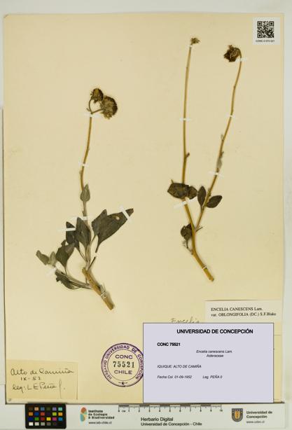 Encelia canescens [Espécimen: UDEC:CONC:0075521]