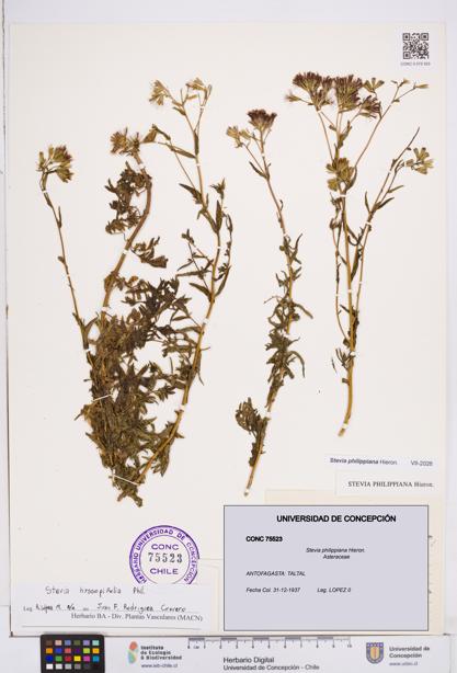 Stevia philippiana [Espécimen: ]