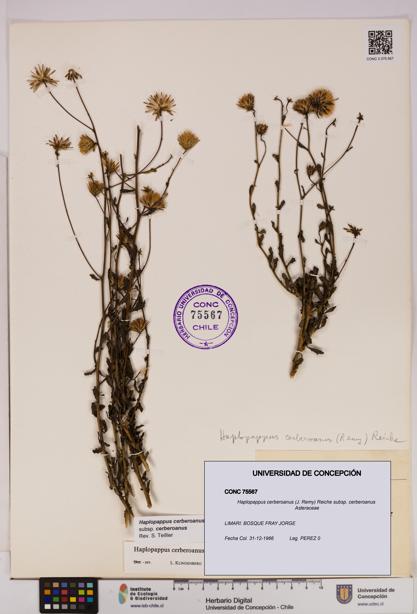 Haplopappus cerberoanus subsp. cerberoanus [Espécimen: UDEC:CONC:0075567]