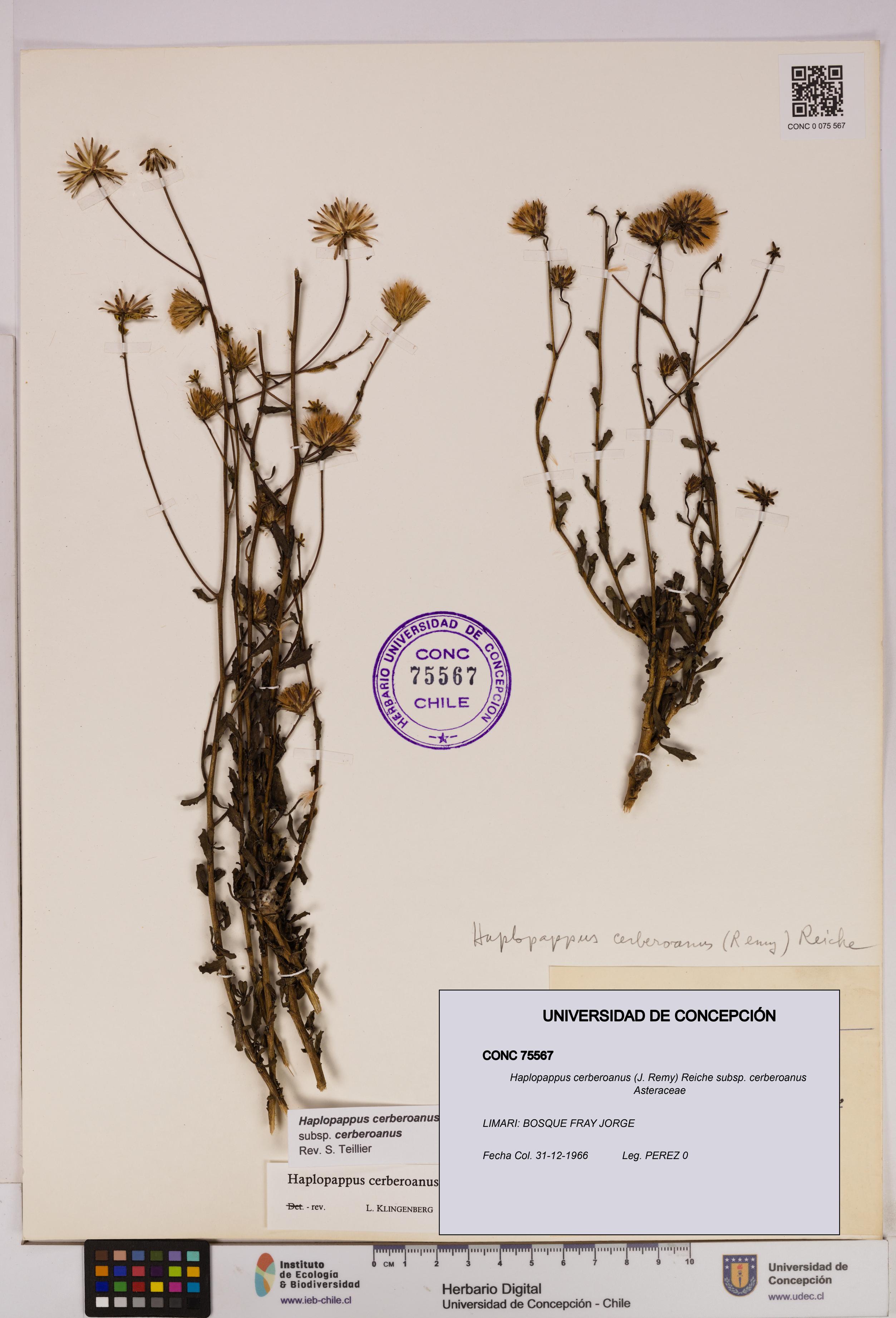 Haplopappus cerberoanus subsp. cerberoanus [Espécimen: UDEC:CONC:0075567]
