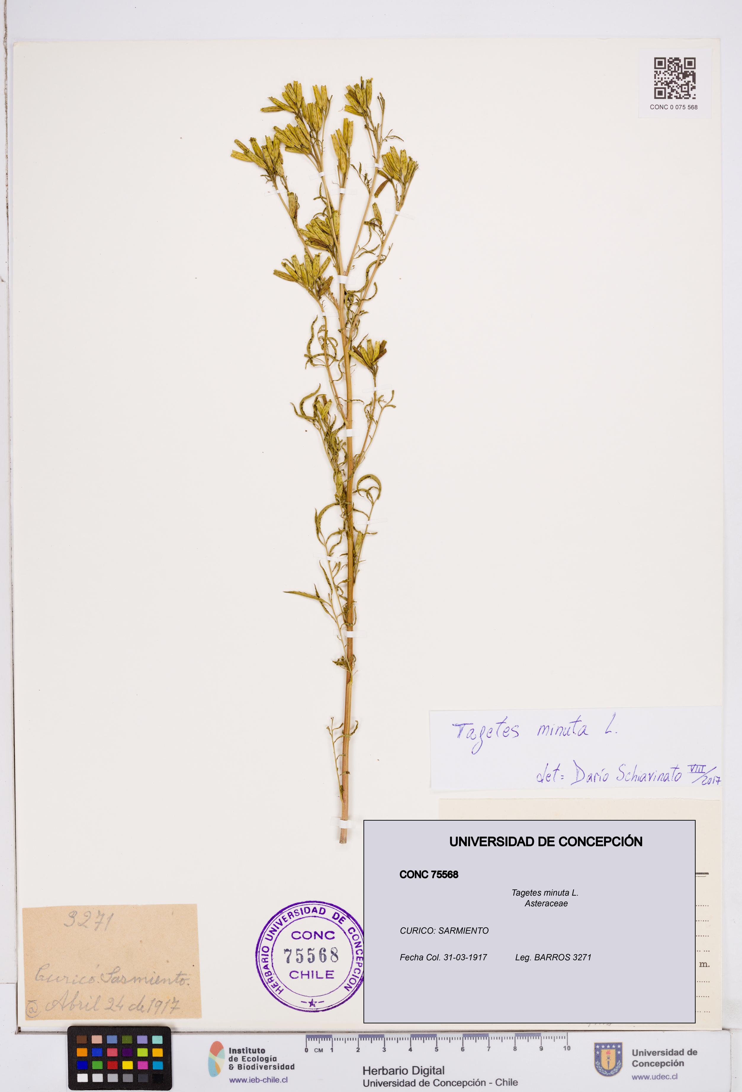 Tagetes minuta [Espécimen: ]