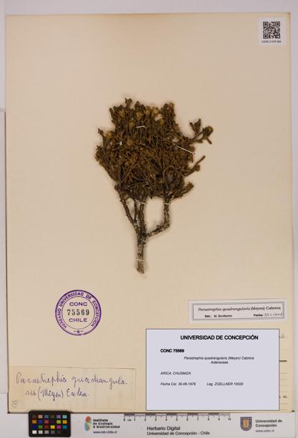 Parastrephia quadrangularis [Espécimen: UDEC:CONC:0075569]