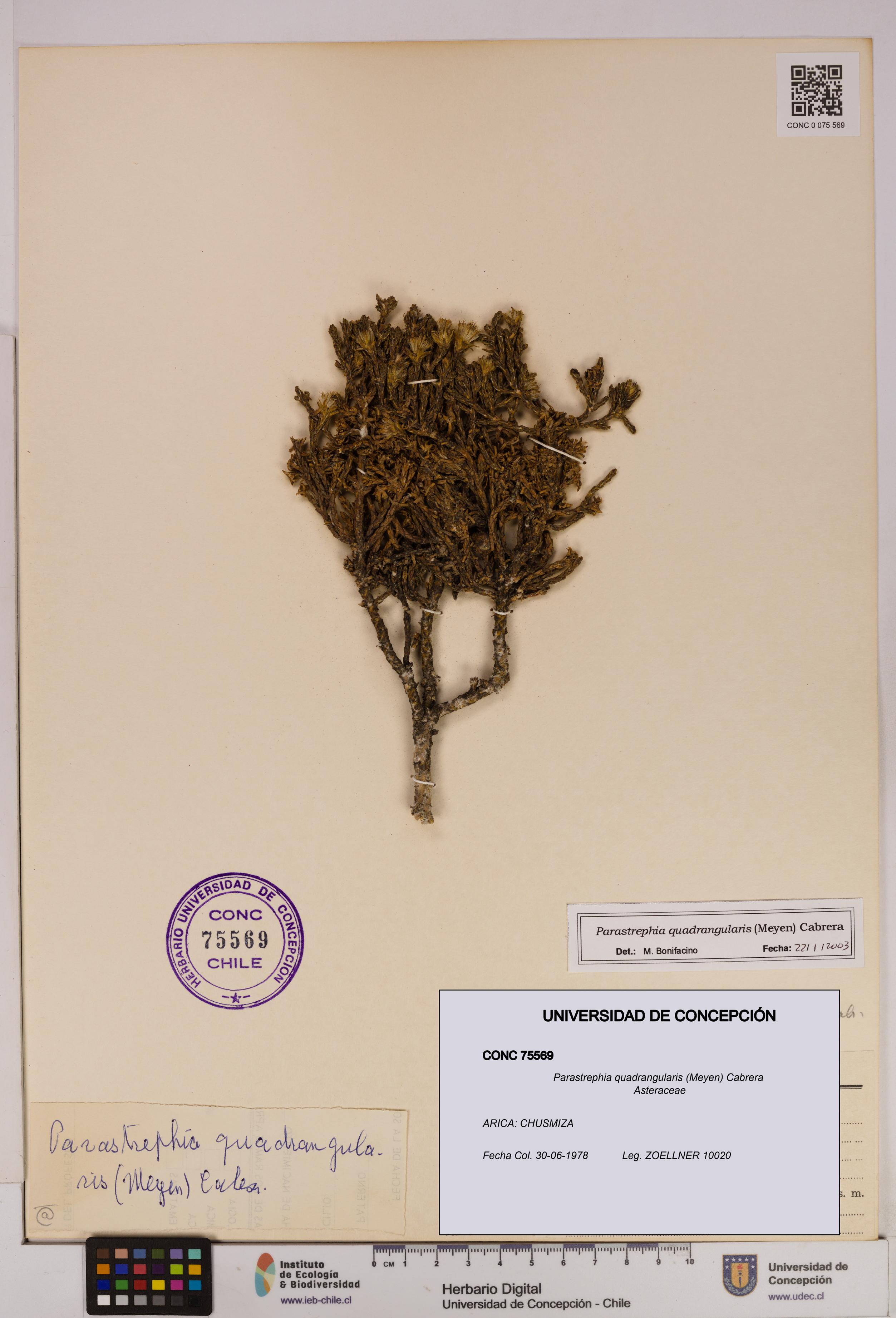 Parastrephia quadrangularis [Espécimen: UDEC:CONC:0075569]