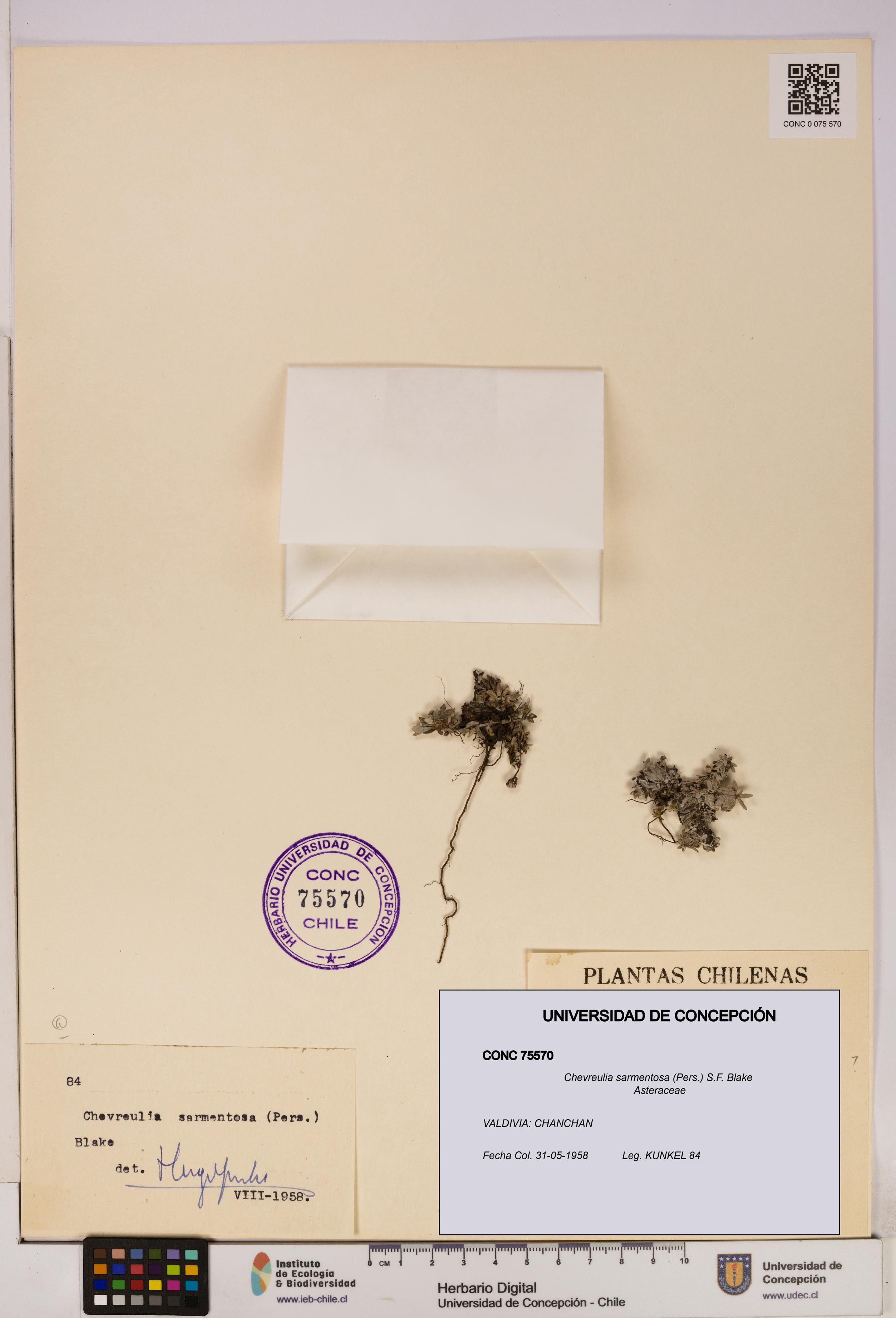 Chevreulia sarmentosa [Espécimen: UDEC:CONC:0075570]