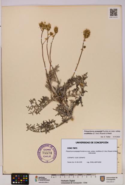 Polyachyrus poeppigii [Espécimen: UDEC:CONC:0075573]
