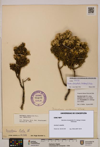 Baccharis chrysophylla [Espécimen: UDEC:CONC:0075577]