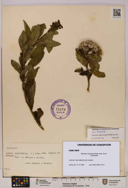 Baccharis sphaerocephala [Espécimen: UDEC:CONC:0075579]