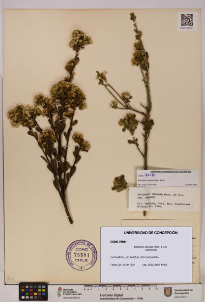 Baccharis obovata [Espécimen: UDEC:CONC:0075581]