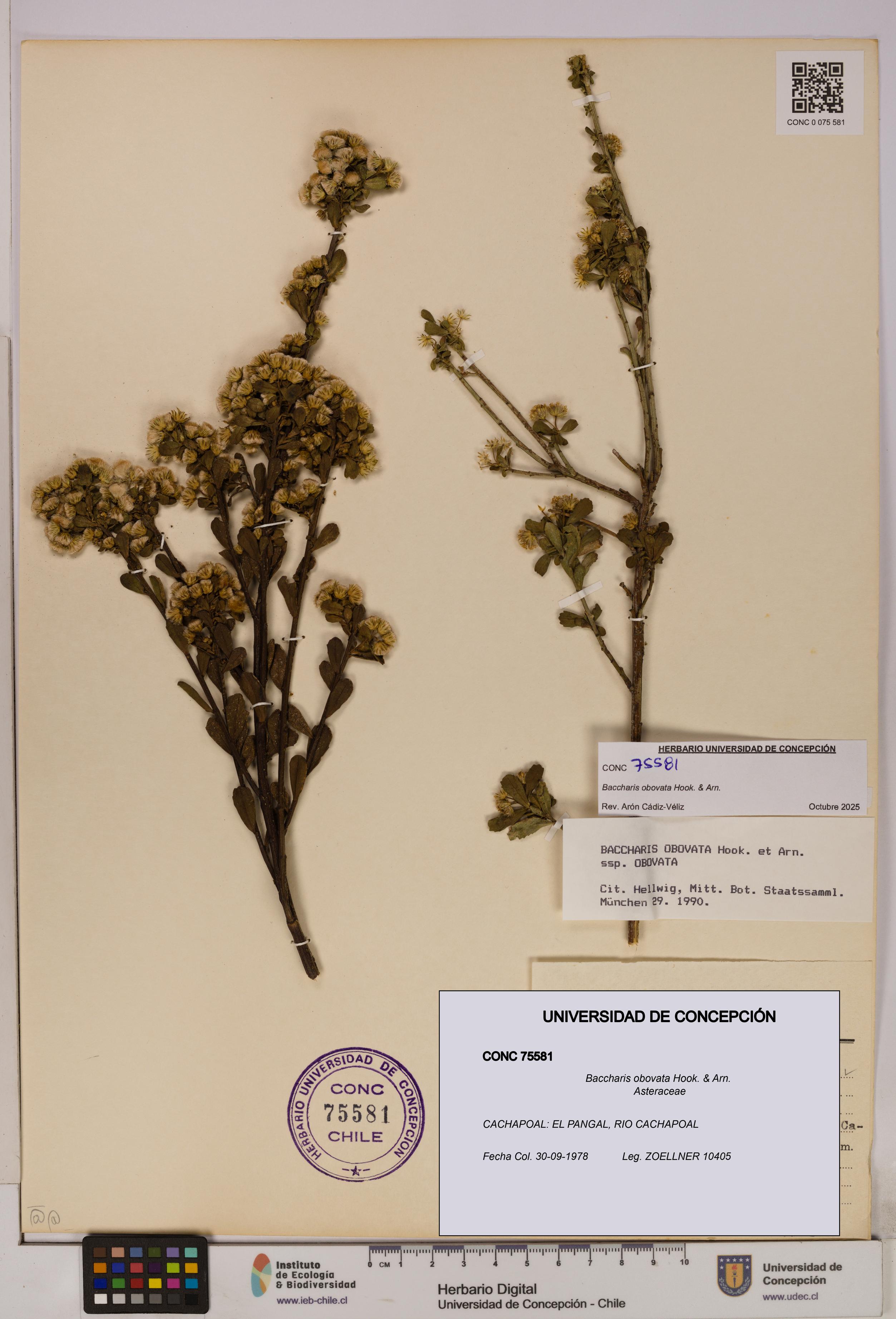 Baccharis obovata [Espécimen: UDEC:CONC:0075581]