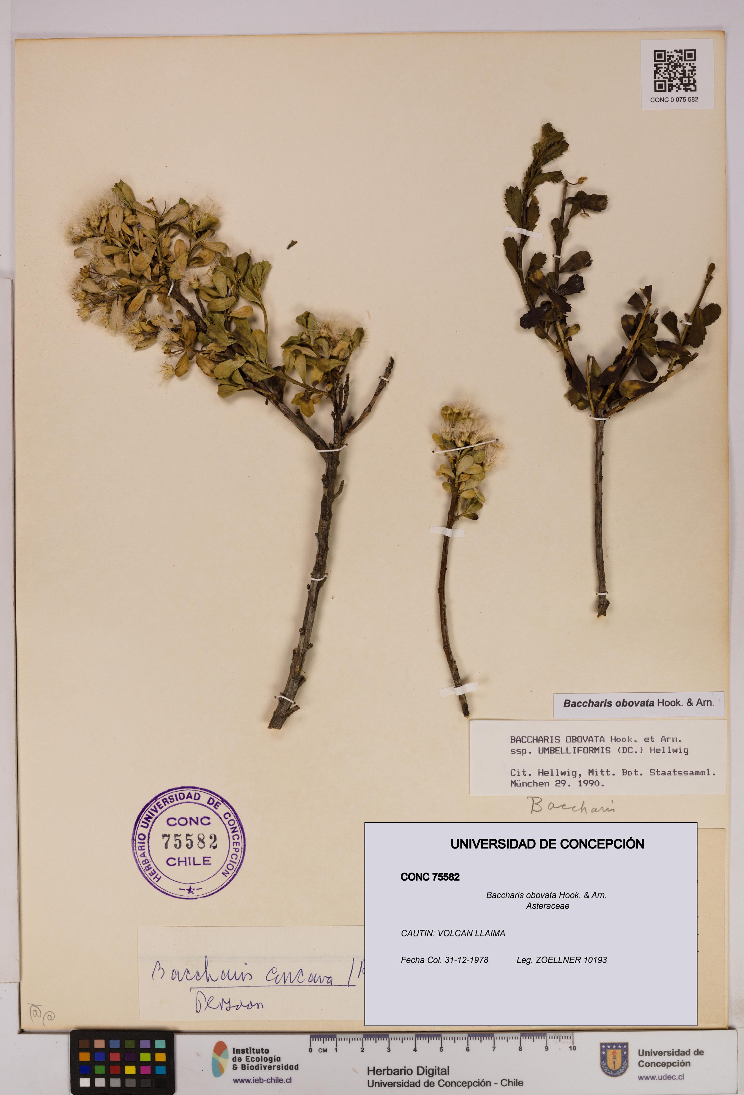 Baccharis obovata [Espécimen: UDEC:CONC:0075582]
