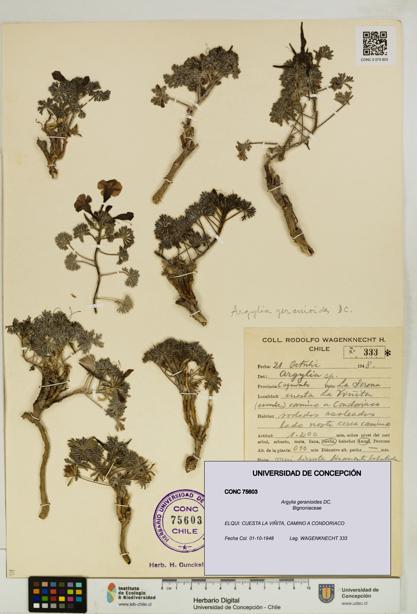 Argylia geranioides [Espécimen: UDEC:CONC:0075603]
