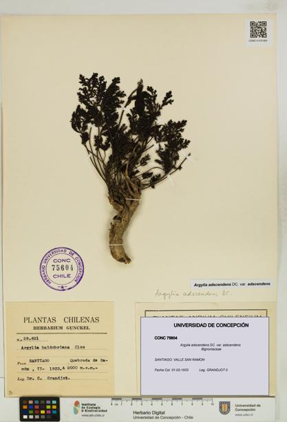 Argylia adscendens [Espécimen: UDEC:CONC:0075604]