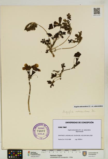 Argylia adscendens [Espécimen: UDEC:CONC:0075607]