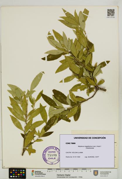 Maytenus magellanica [Espécimen: UDEC:CONC:0075809]
