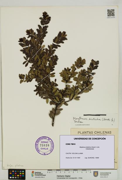 Maytenus disticha [Espécimen: UDEC:CONC:0075810]