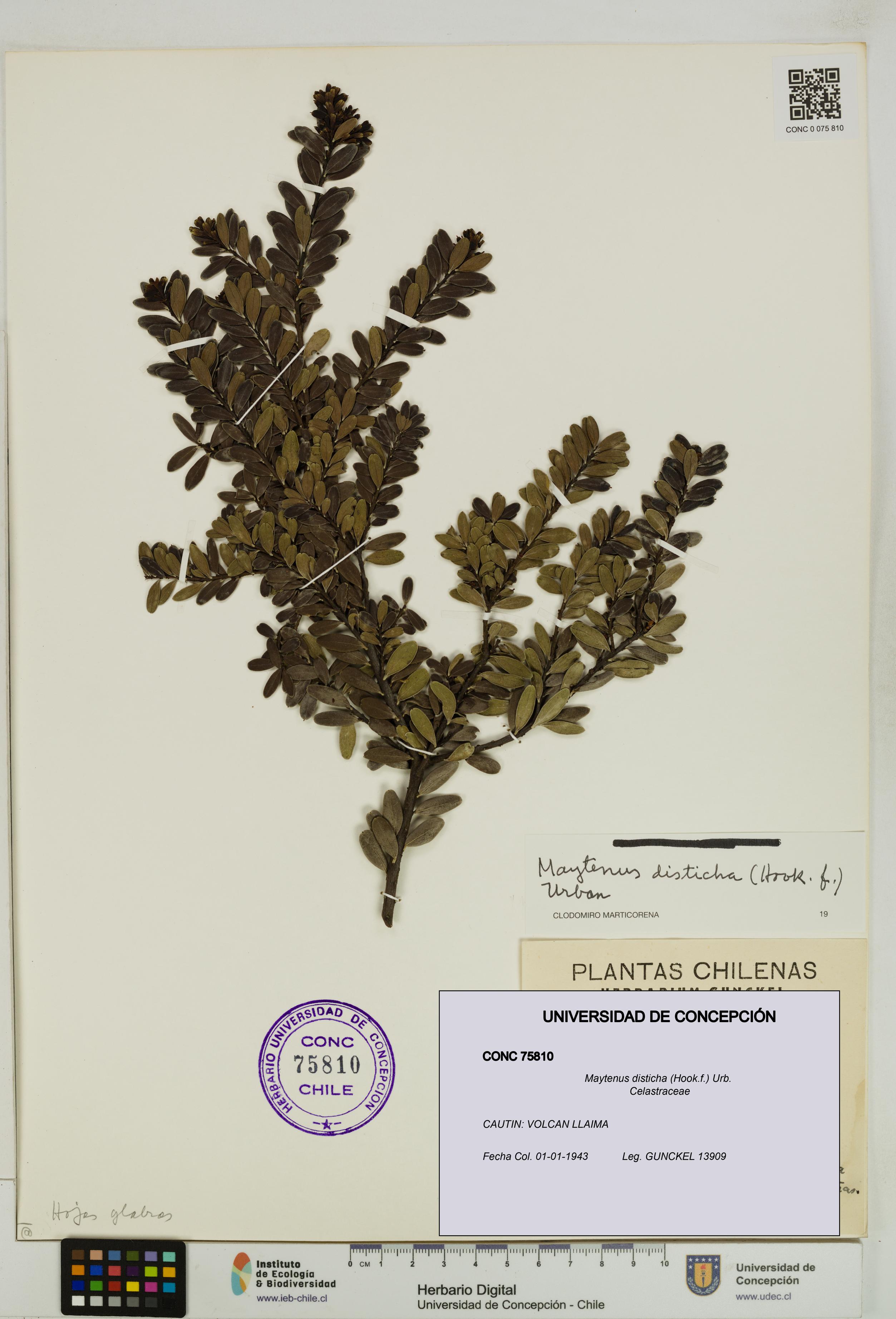 Maytenus disticha [Espécimen: UDEC:CONC:0075810]