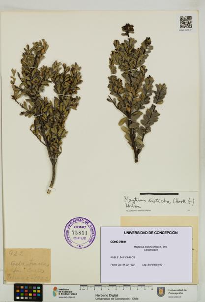 Maytenus disticha [Espécimen: UDEC:CONC:0075811]