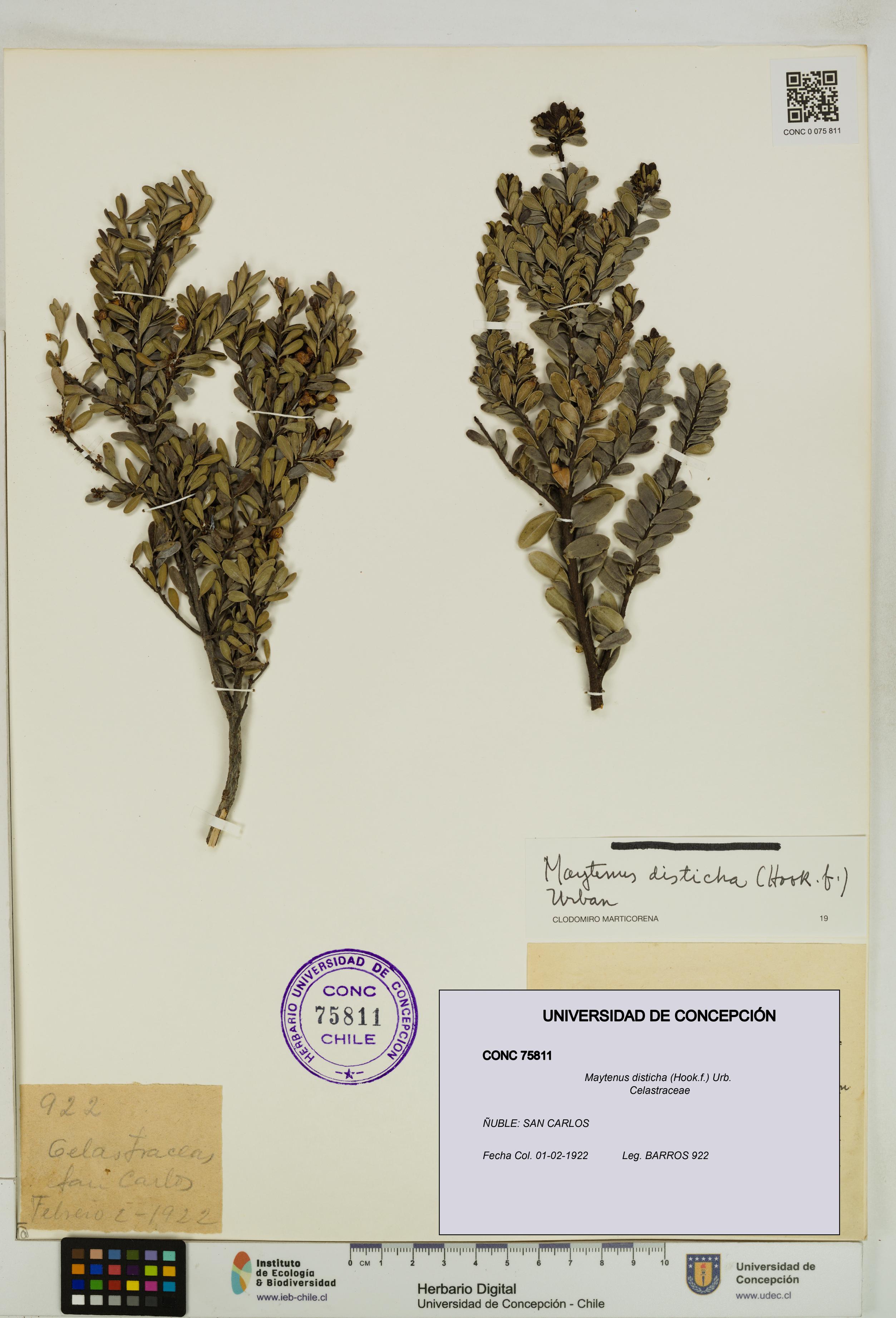 Maytenus disticha [Espécimen: UDEC:CONC:0075811]