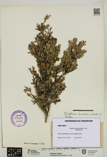 Maytenus disticha [Espécimen: UDEC:CONC:0075812]