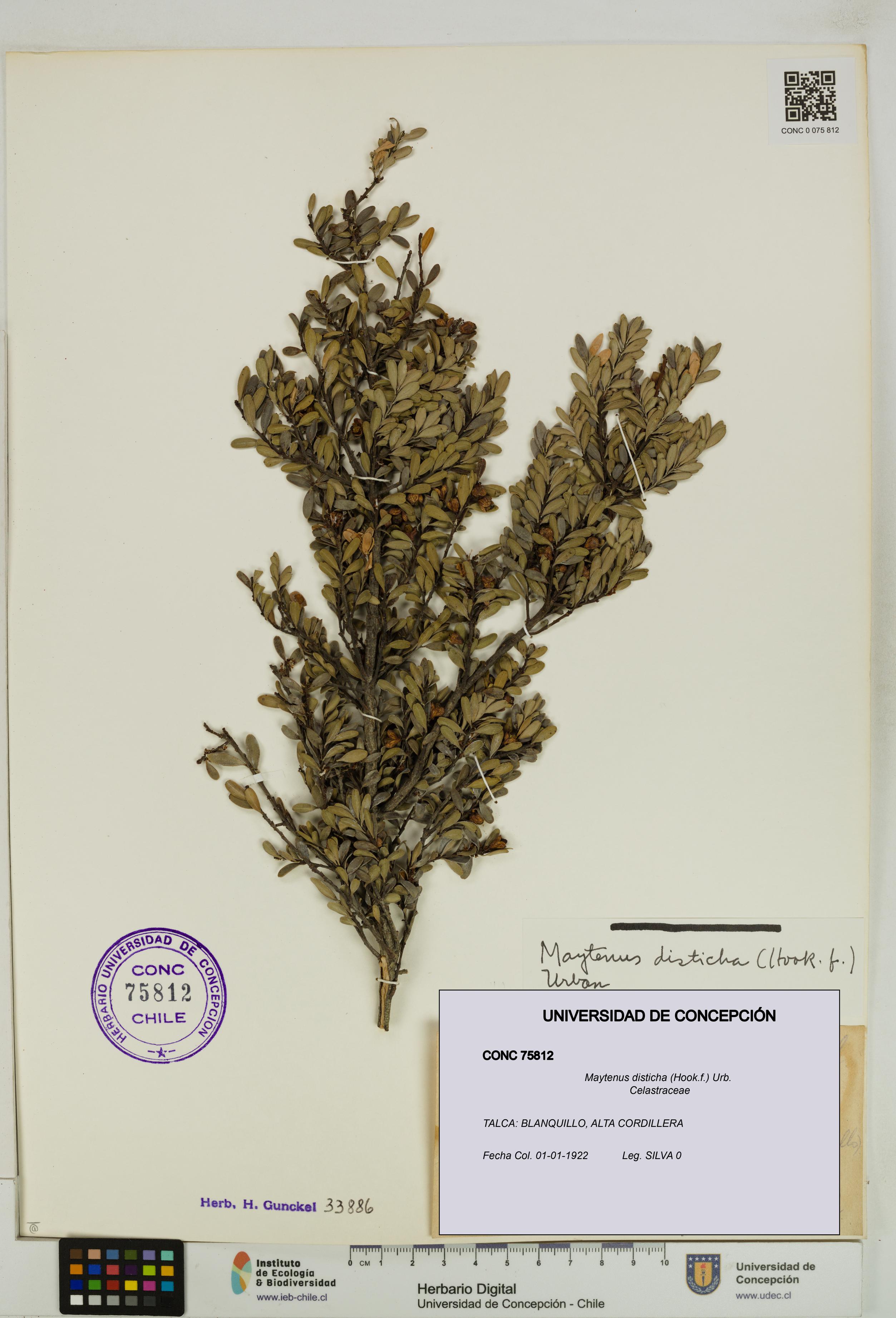 Maytenus disticha [Espécimen: UDEC:CONC:0075812]