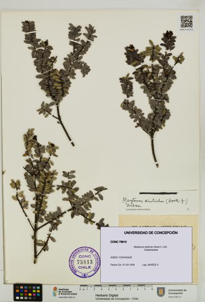Maytenus disticha [Espécimen: UDEC:CONC:0075813]
