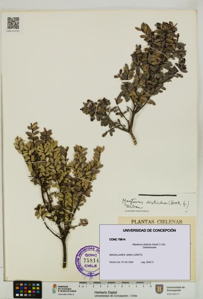 Maytenus disticha [Espécimen: UDEC:CONC:0075814]