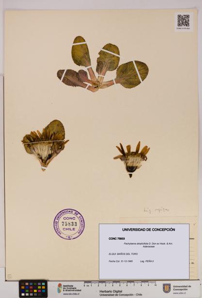 Pachylaena atriplicifolia [Espécimen: ]