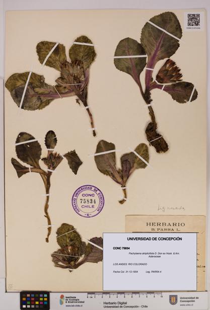 Pachylaena atriplicifolia [Espécimen: ]