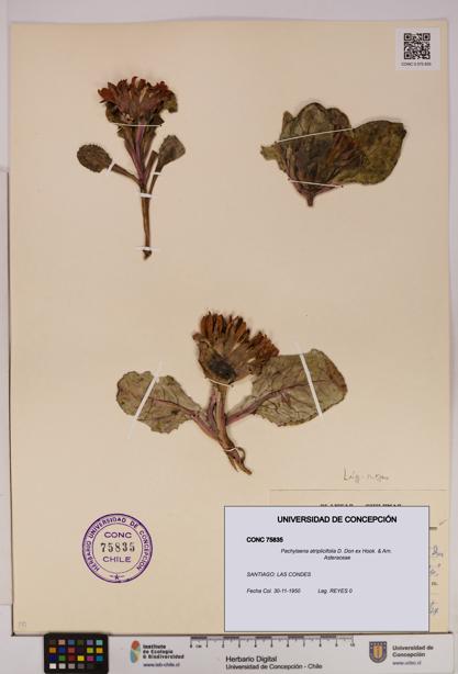 Pachylaena atriplicifolia [Espécimen: ]