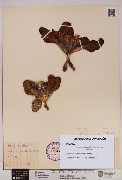 Pachylaena atriplicifolia [Espécimen: ]