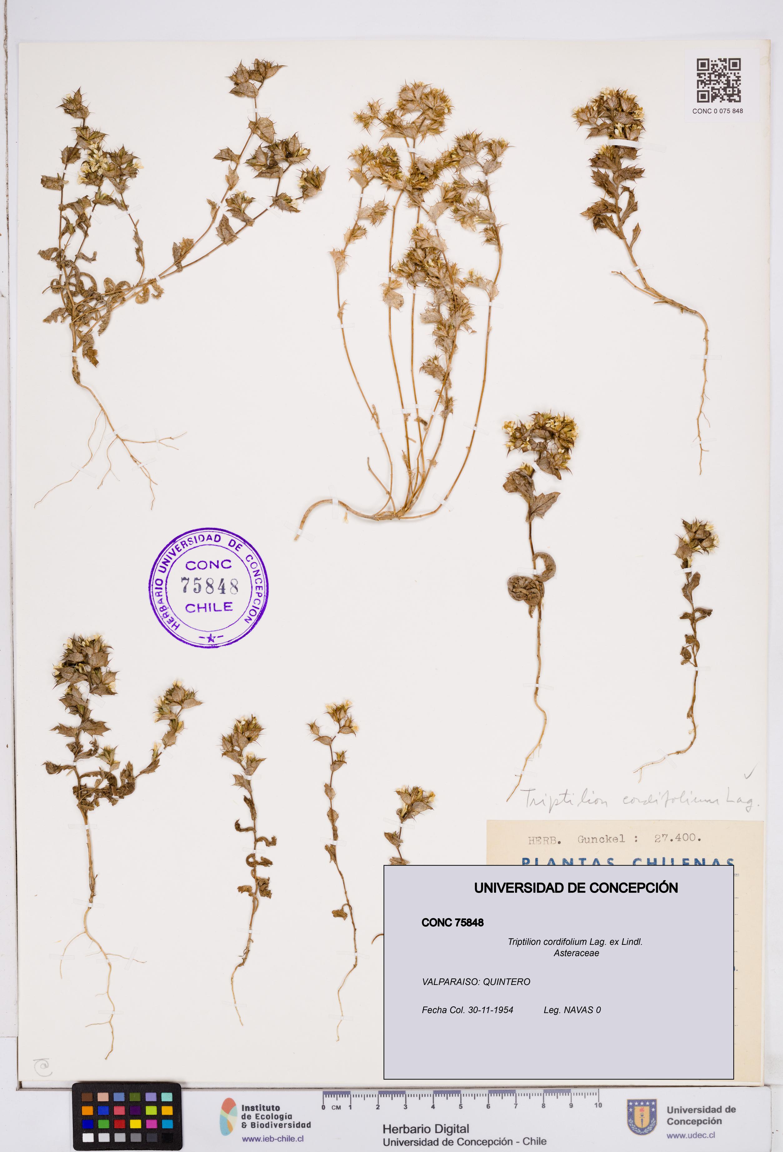 Triptilion cordifolium [Espécimen: ]