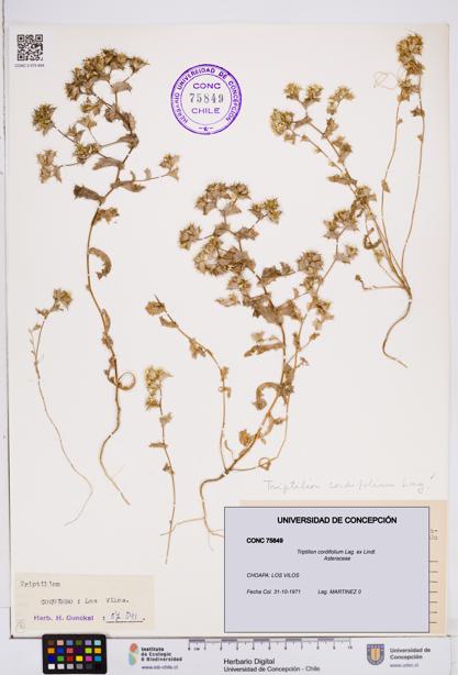 Triptilion cordifolium [Espécimen: ]