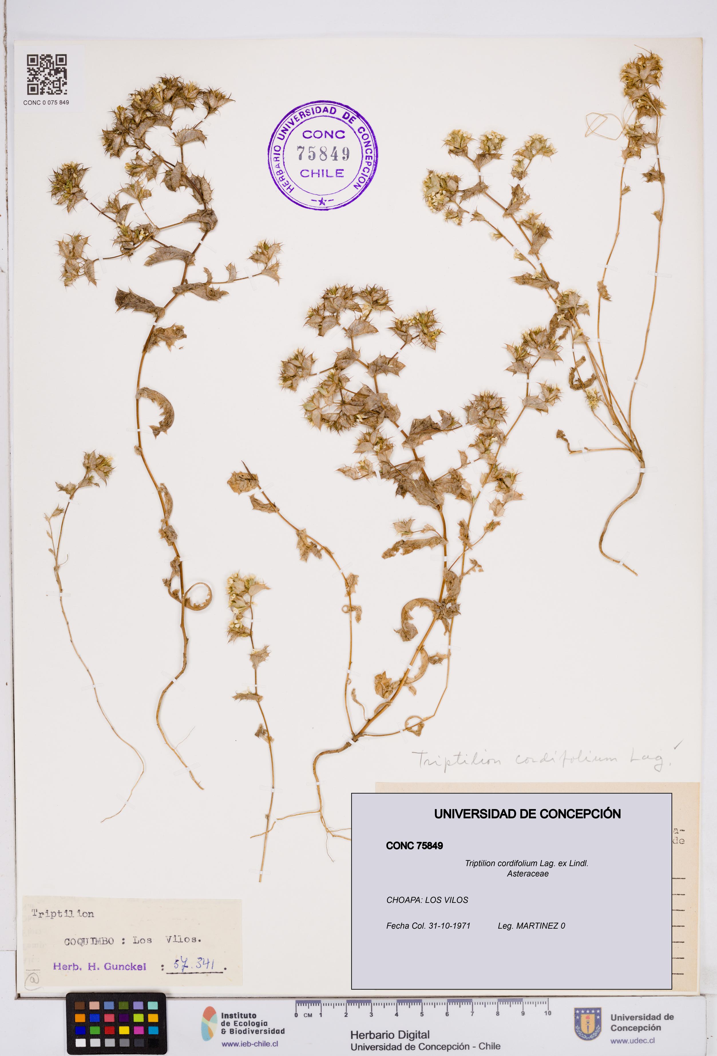 Triptilion cordifolium [Espécimen: ]