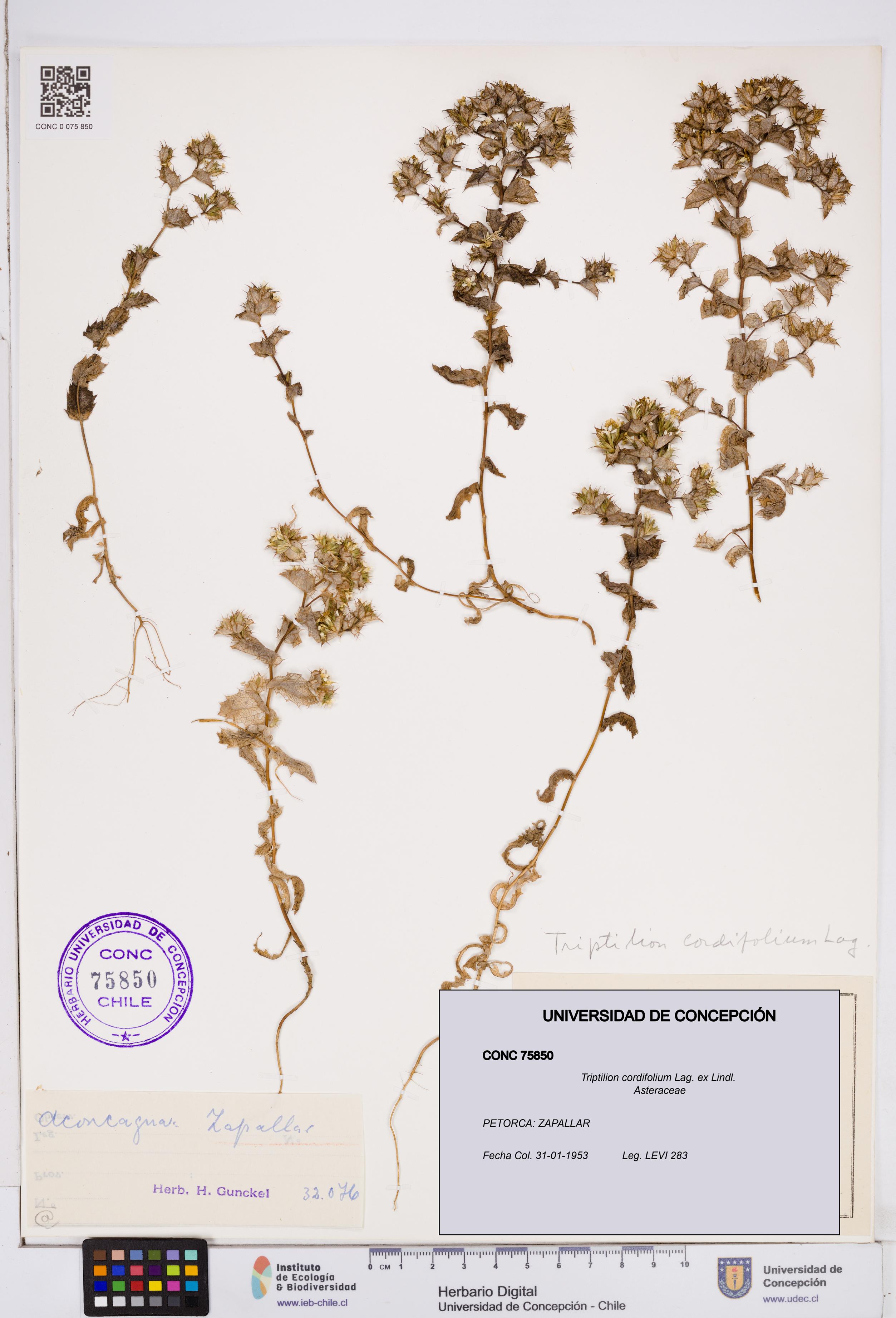 Triptilion cordifolium [Espécimen: ]