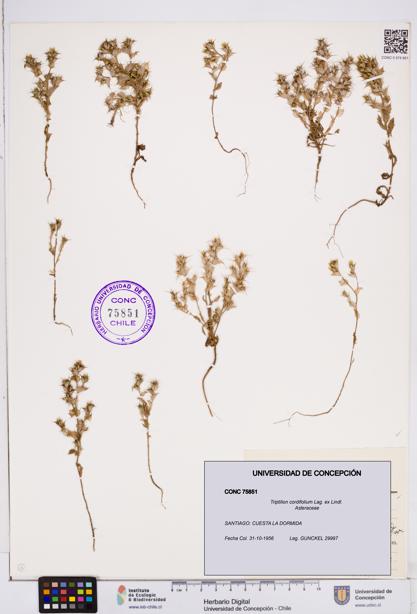 Triptilion cordifolium [Espécimen: ]