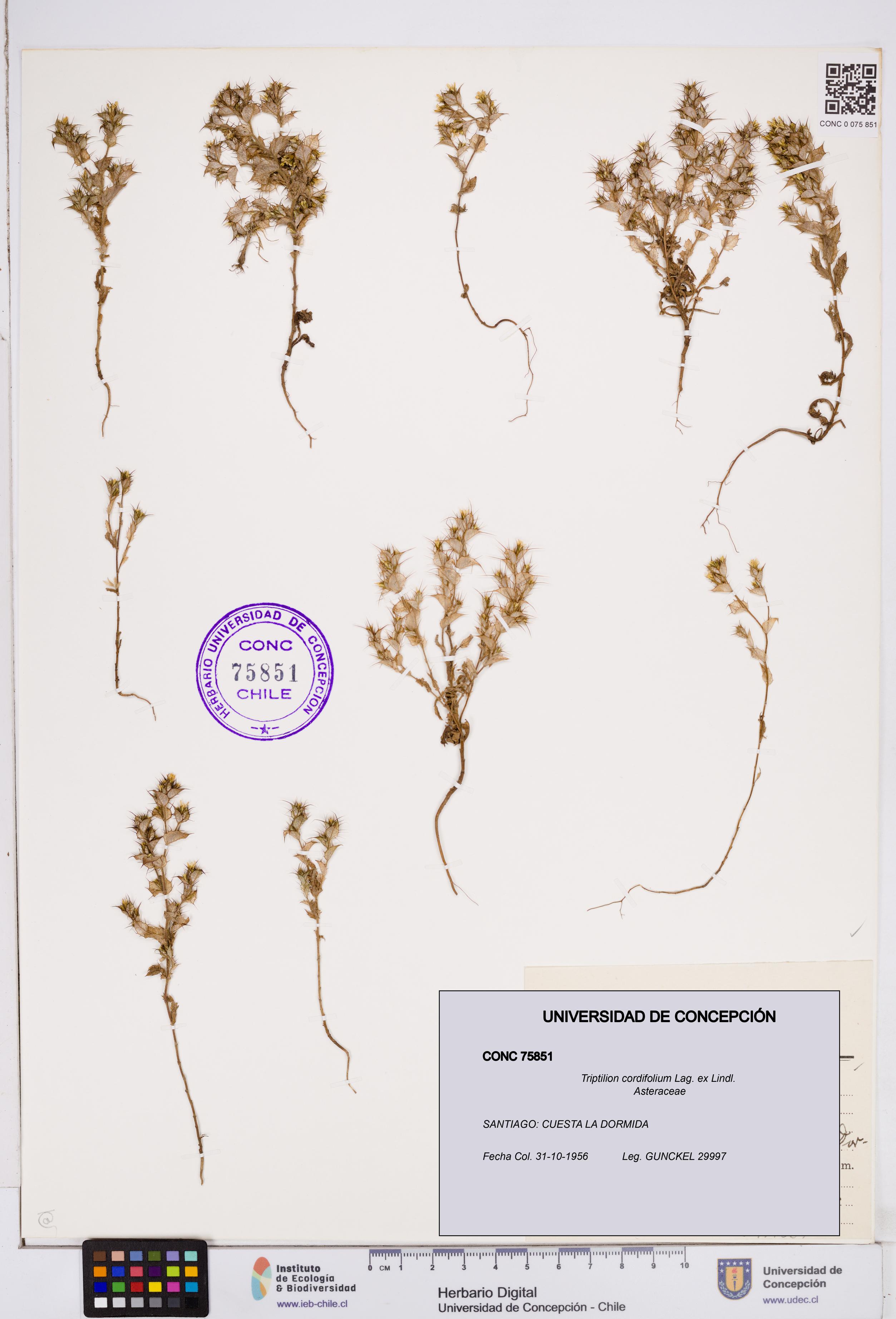 Triptilion cordifolium [Espécimen: ]