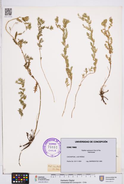 Triptilion spinosum [Espécimen: ]
