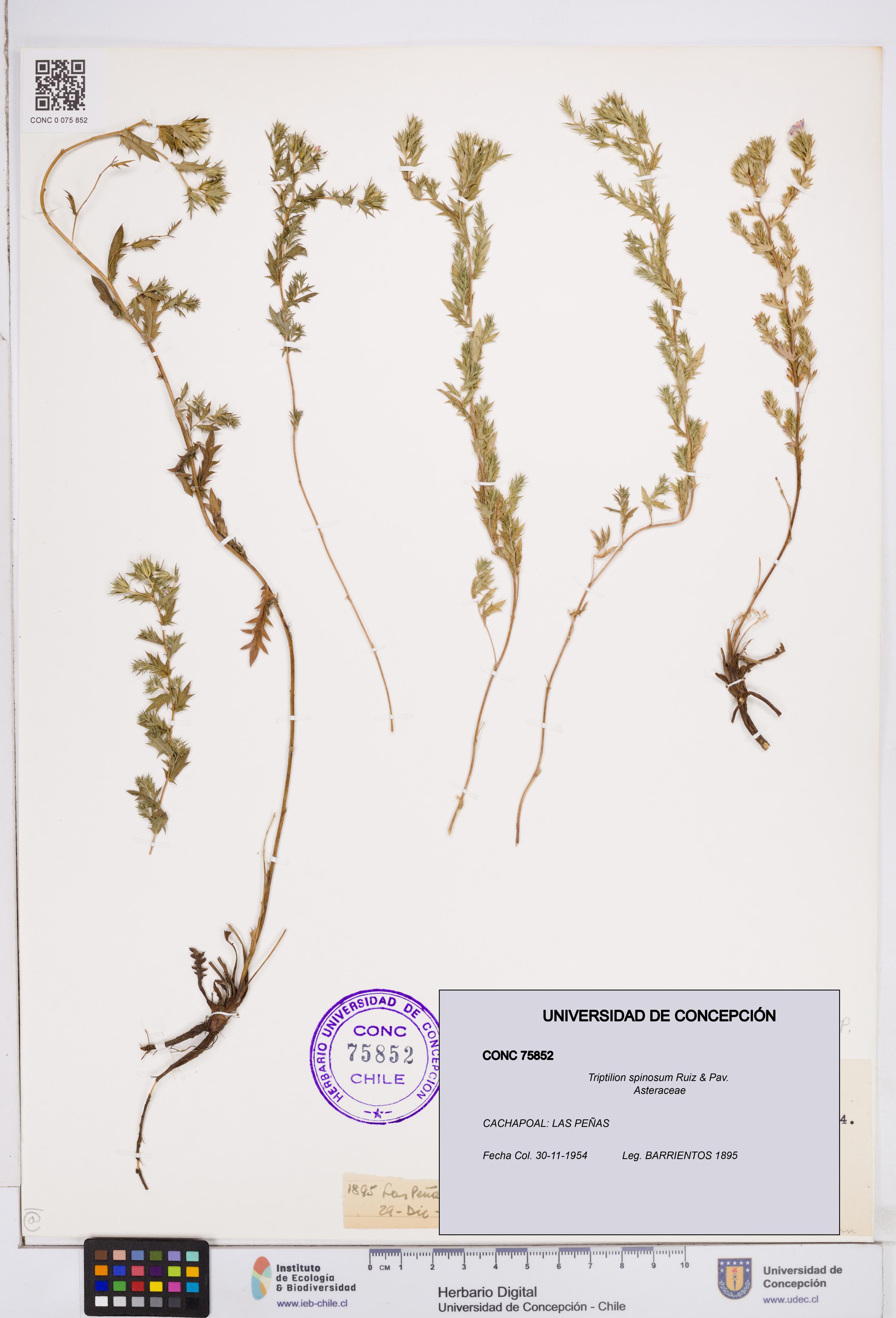 Triptilion spinosum [Espécimen: ]