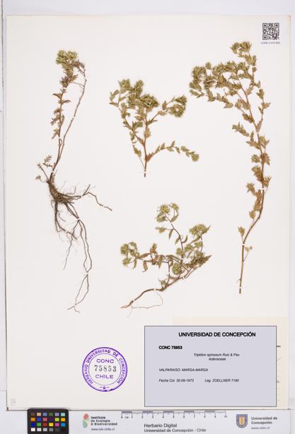 Triptilion spinosum [Espécimen: ]