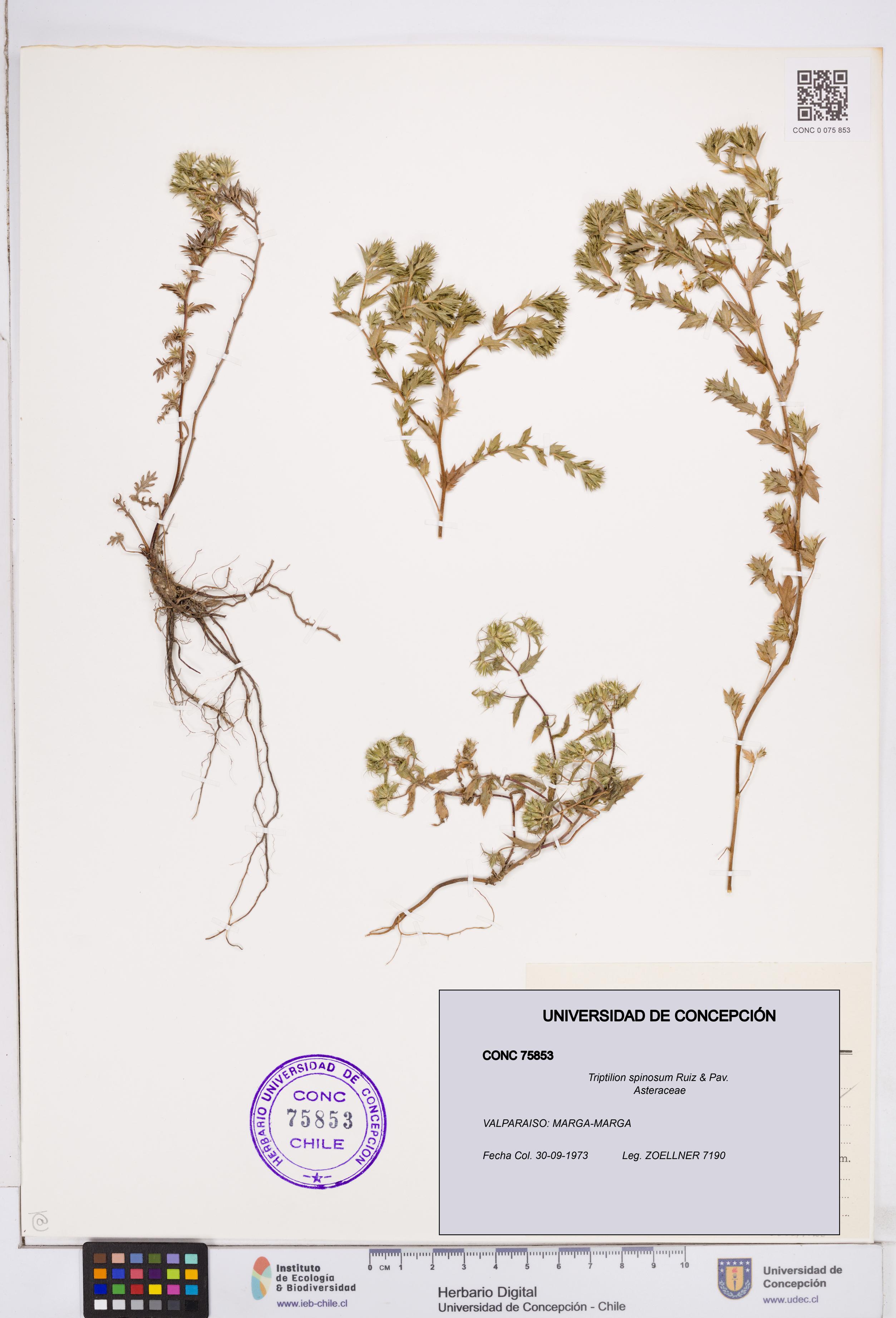 Triptilion spinosum [Espécimen: ]