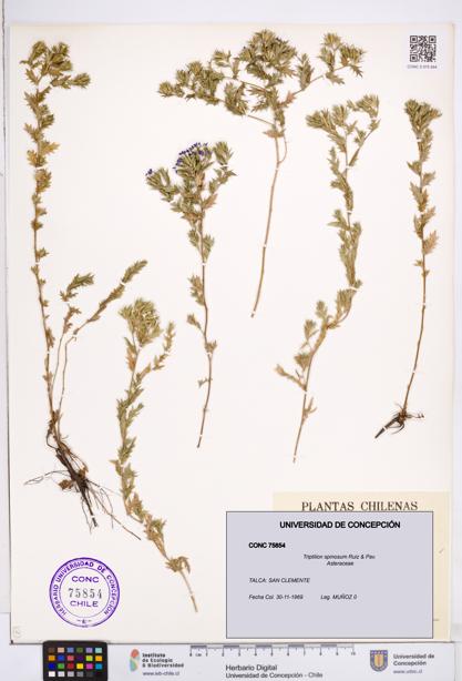 Triptilion spinosum [Espécimen: ]