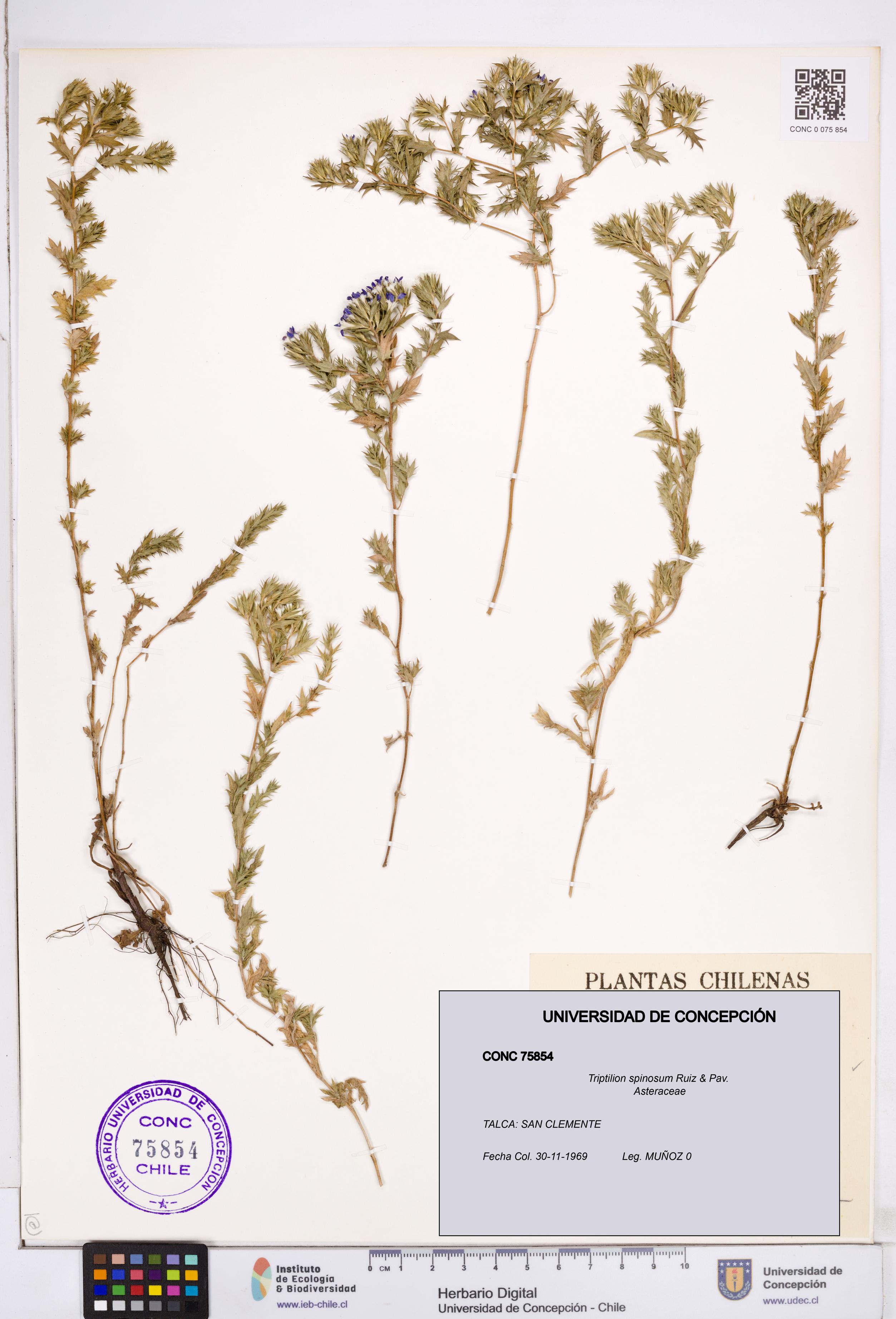 Triptilion spinosum [Espécimen: ]